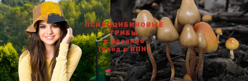 это клад  Курганинск  Галлюциногенные грибы Psilocybe 